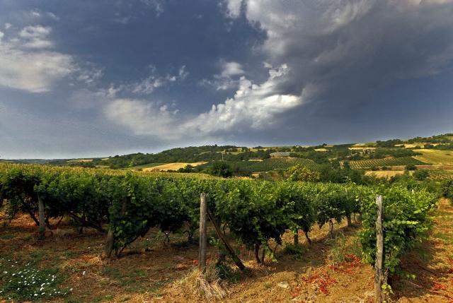 Виноградники в сербской местности Фрушка-Гора